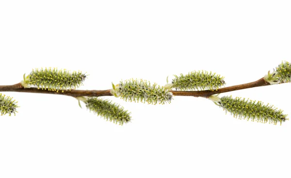 Pussy Willow Buds — Stock Photo, Image