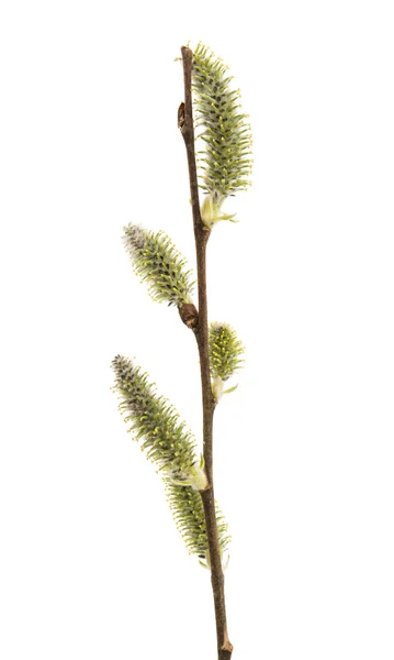 Pussy willow toppen — Stockfoto