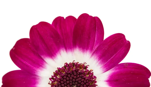 Kleine mooie bloem — Stockfoto
