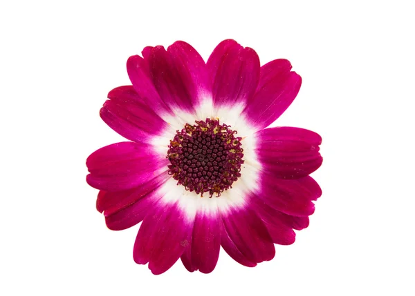 Liten vacker blomma — Stockfoto