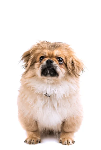 Şirin pekingese portre — Stok fotoğraf