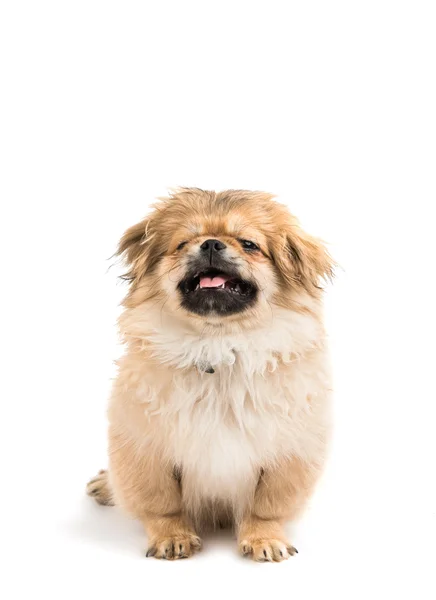 Söt pekingese porträtt — Stockfoto