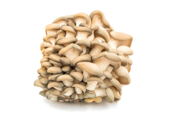 Funghi ostrica freschi — Foto Stock