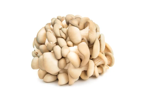 Funghi ostrica freschi — Foto Stock