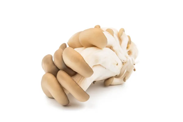 Funghi ostrica freschi — Foto Stock