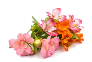 Güzel alstroemeria çiçek
