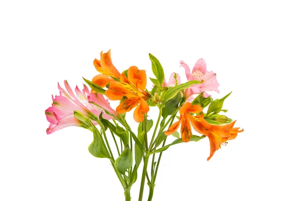 Vackra alstroemeria blommor — Stockfoto