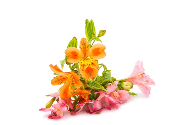 Hermosas flores de alstroemeria —  Fotos de Stock