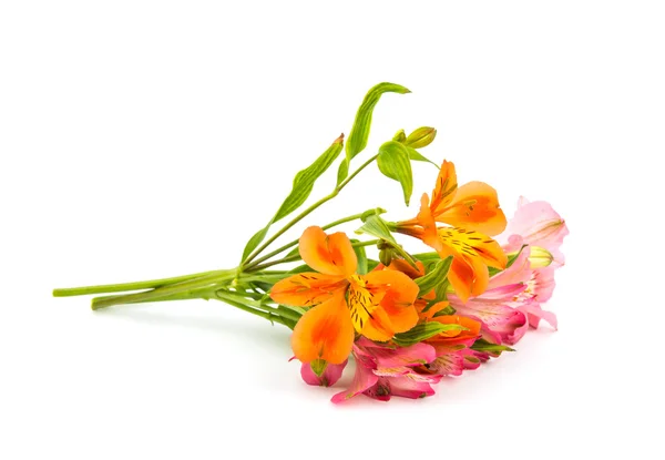 Beautiful alstroemeria flowers — Stock Photo, Image