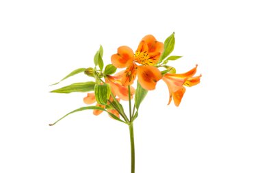 Güzel alstroemeria çiçek