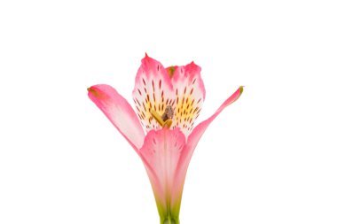 pembe alstroemeria çiçek