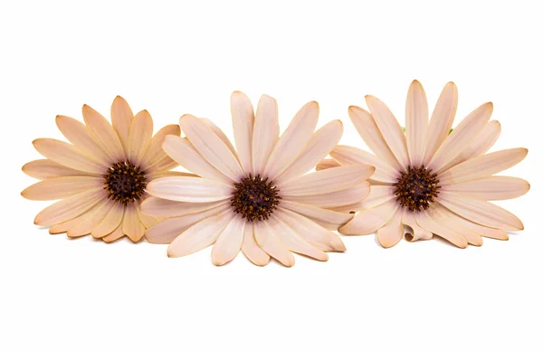 Cape Daisy Flowers — Stock Photo, Image