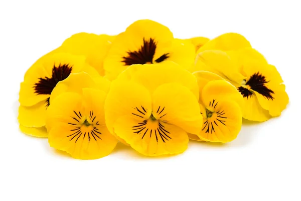 Beautiful yellow pansies — Stock Photo, Image