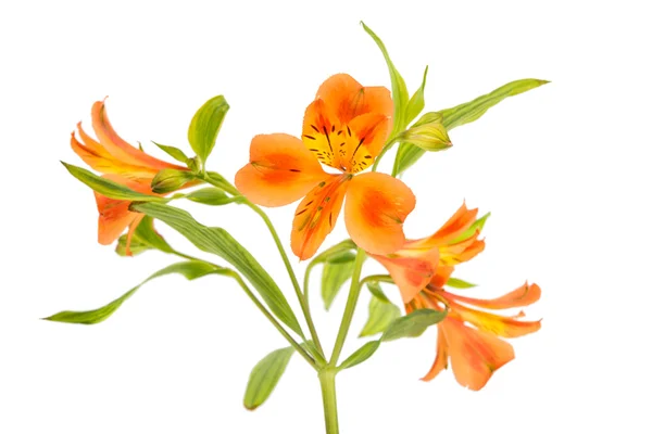 Güzel alstroemeria çiçek — Stok fotoğraf