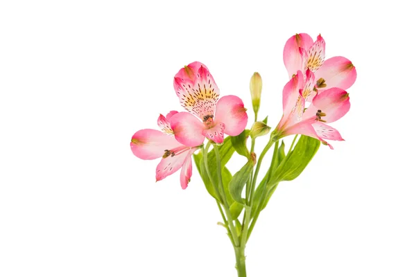 Vackra alstroemeria blommor — Stockfoto