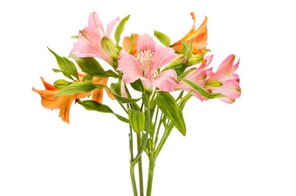 Hermosas flores de alstroemeria —  Fotos de Stock