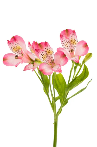 Vackra alstroemeria blommor — Stockfoto