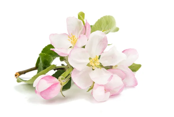 Apple bloemen — Stockfoto