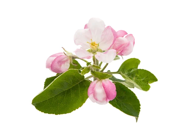 Flores de manzana — Foto de Stock