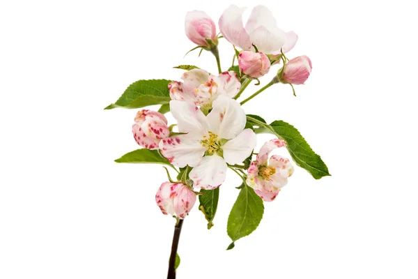 Flores de manzana —  Fotos de Stock