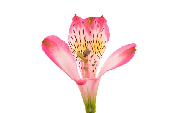 ピンクのアルストロメリアの花 — ストック写真