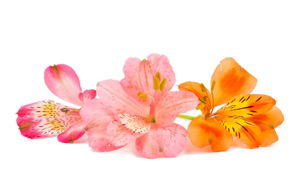 Alstremeria kolorowe kwiaty — Zdjęcie stockowe