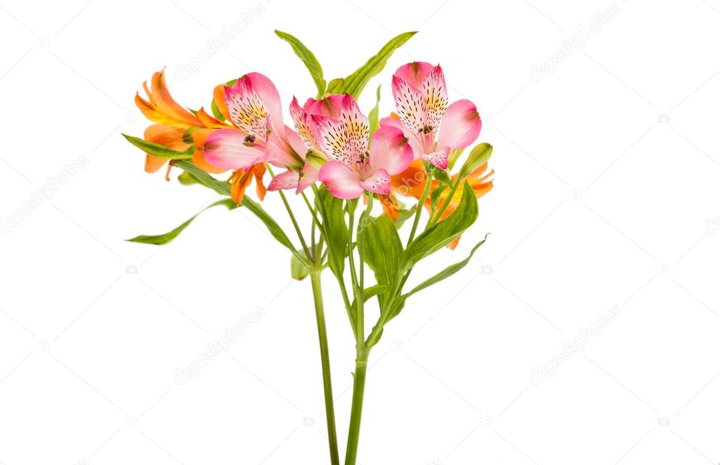 Beautiful alstroemeria flowers