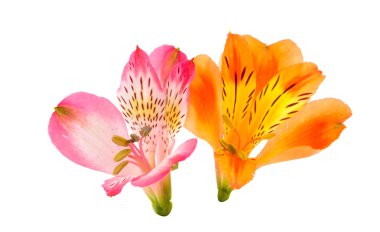 Renkli alstroemeria çiçek
