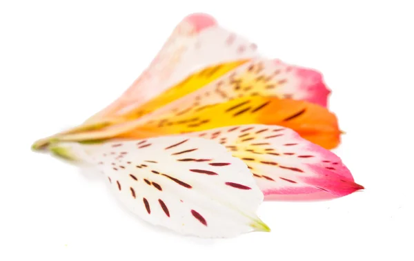 Colorful alstroemeria flower — Stock Photo, Image