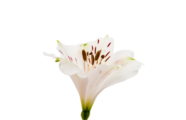 Alstroemeria bianca fiore — Foto Stock