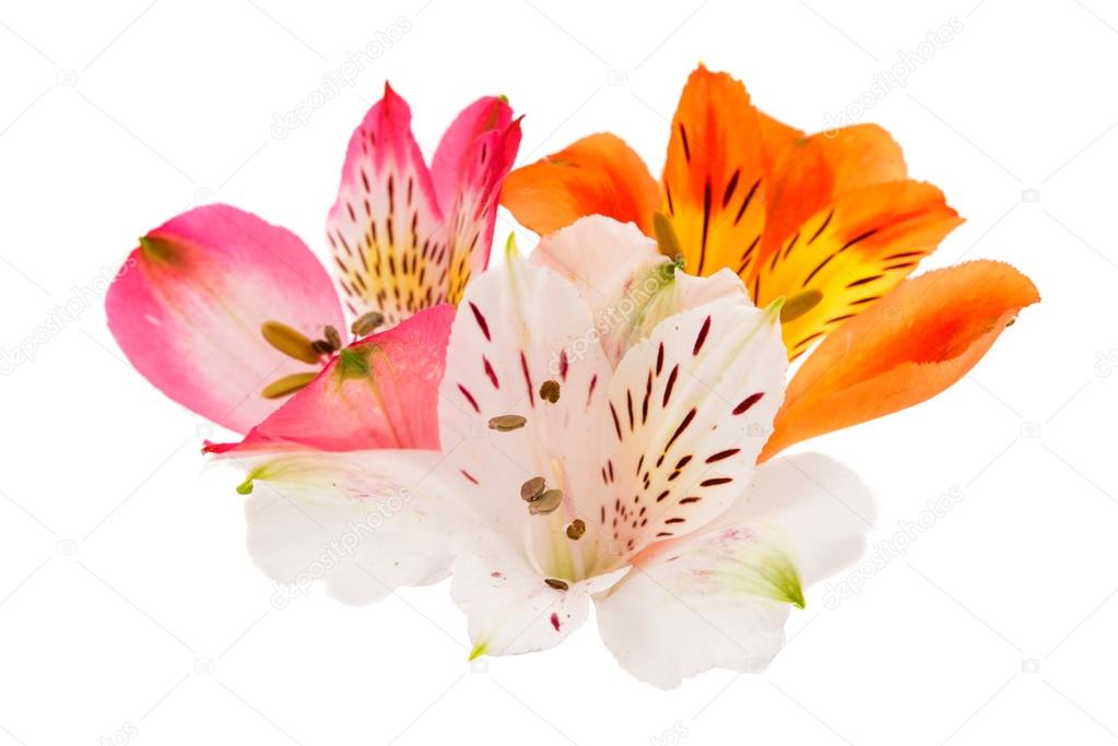 Colorful alstroemeria flowers