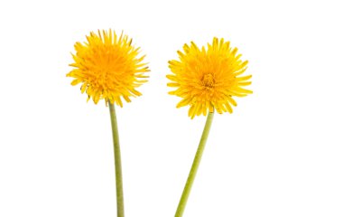 iki sarı dandelions
