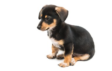 Dachshund yerli köpek yavrusu