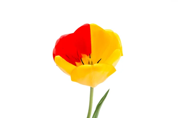 Yellow-red tulip — Stock Photo, Image