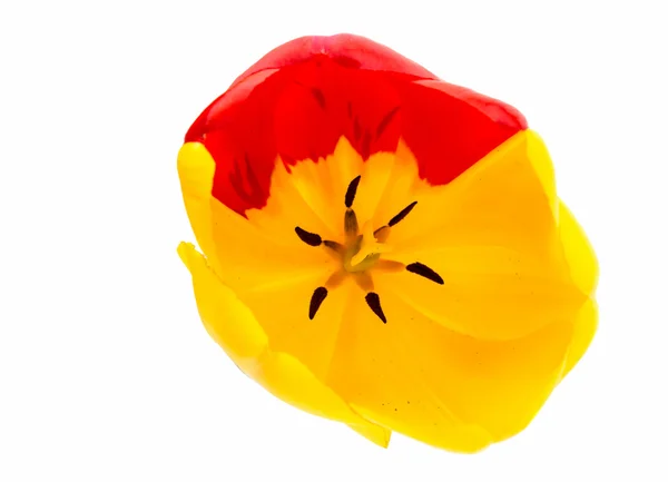 Tulipe jaune-rouge — Photo