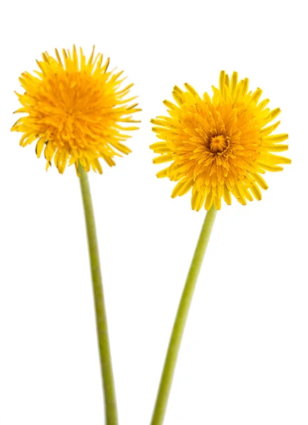 Deux pissenlits jaunes — Photo
