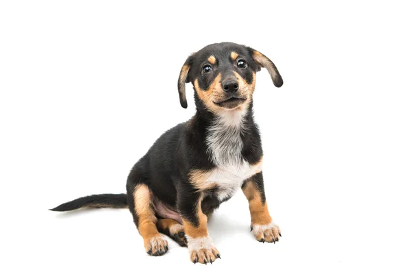 Dachshund cachorro doméstico — Foto de Stock