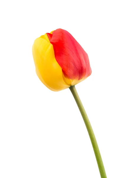 Yellow-red tulip — Stock Photo, Image