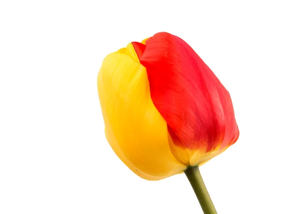 Tulipano giallo-rosso — Foto Stock
