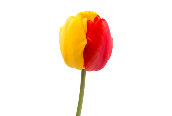Tulipa amarela-vermelha — Fotografia de Stock