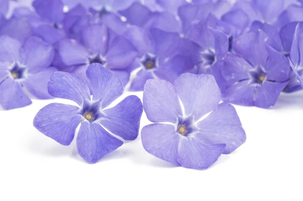 Periwinkle flower — Stock Photo, Image