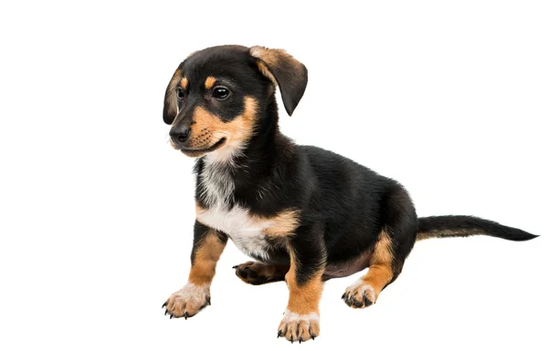 Dachshund cachorro doméstico — Foto de Stock