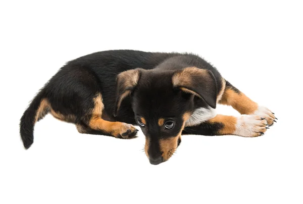 Dachshund  domestic puppy — Stock Photo, Image
