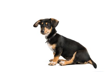 Dachshund yerli köpek yavrusu