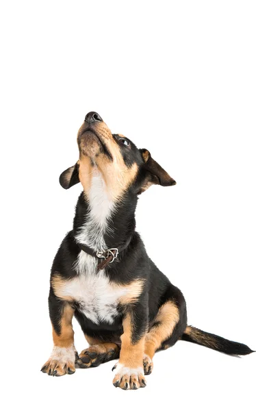 Dachshund yerli köpek yavrusu — Stok fotoğraf
