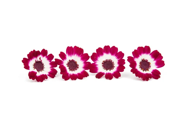 Piccoli bei fiori — Foto Stock