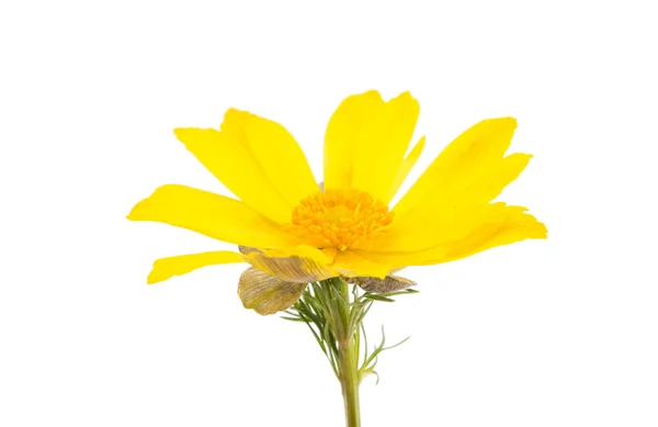 Beatiful yellow flower — Stock Photo, Image