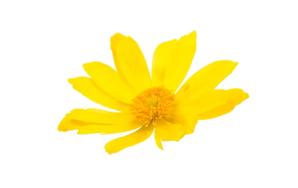 Beatiful yellow flower — Stock Photo, Image