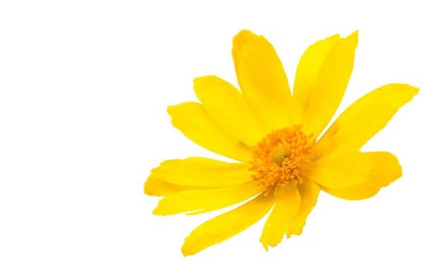 Krásná žlutá květina — Stock fotografie