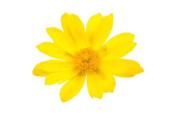 Beatiful yellow flower — Stock Photo, Image